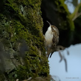 short-toed treecreeper.... boomkruiper