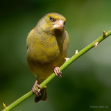 greenfinch.... groenling
