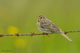 corn bunting.... grauwe gors