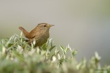 wren.... winterkoning