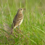 meadow pipit.... graspieper