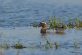 garganey.... zomertaling