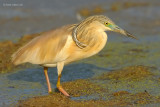 squacco heron.... ralreiger