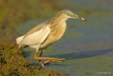squacco heron.... ralreiger