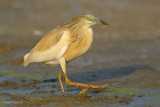 squacco heron.... ralreiger