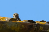 little owl.... steenuil