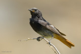 black redstart.... zwarte roodstaart