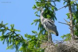 grey heron.... blauwe reiger