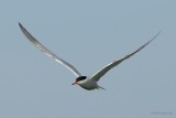 common tern.... visdief