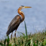 purple heron.... purperreiger