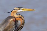 purple heron.... purperreiger