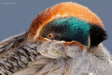 common teal.... wintertaling