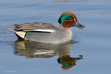 common teal.... wintertaling