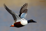 northern shoveler.... slobeend