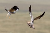 montagu's harrier.... grauwe kiekendief