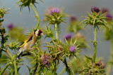 goldfinch.... putter