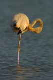 greater flamingo.... flamingo