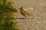 crested lark.... kuifleeuwerik