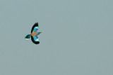 european roller.... scharrelaar