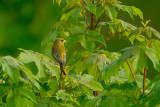 greenfinch.... groenling