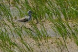 common greenshank.... groenpootruiter