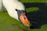 swans, geese and ducks.... zwanen, ganzen en eenden