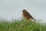 meadow pipit.... graspieper