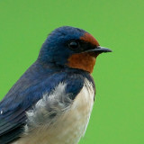 barn swallow.... boerenzwaluw