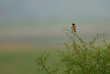 common stonechat.... roodborsttapuit