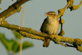 sedge warbler.... rietzanger