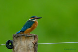 common kingfisher.... ijsvogel