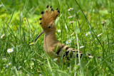 hoopoe.... hop