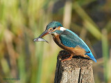 common kingfisher.... ijsvogel