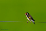 goldfinch.... putter