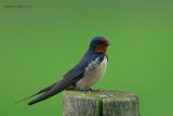 barn swallow.... boerenzwaluw