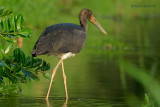 black stork.... zwarte ooievaar
