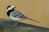 white wagtail.... witte kwikstaart