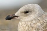 herring gull.... zilvermeeuw