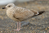 herring gull.... zilvermeeuw