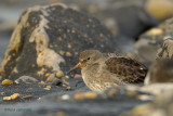 purple sandpiper.... paarse strandloper
