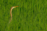 purple heron.... purperreiger