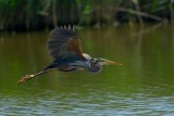 purple heron.... purperreiger