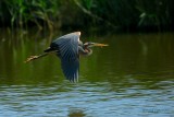 purple heron.... purperreiger