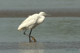 little egret.... kleine zilverreiger