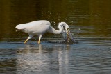 great white egret.... grote zilverreiger