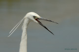 little egret.... kleine zilverreiger