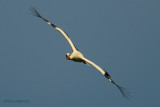 white stork.... ooievaar