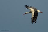white stork.... ooievaar