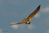 marsh harrier.... bruine kiekendief