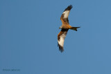 red kite.... rode wouw